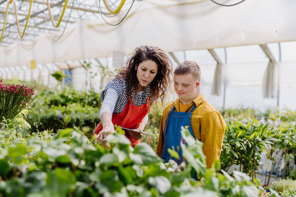 An experienced woman florist helping young employee with Down syndrome in garden centre. - 写真・画像