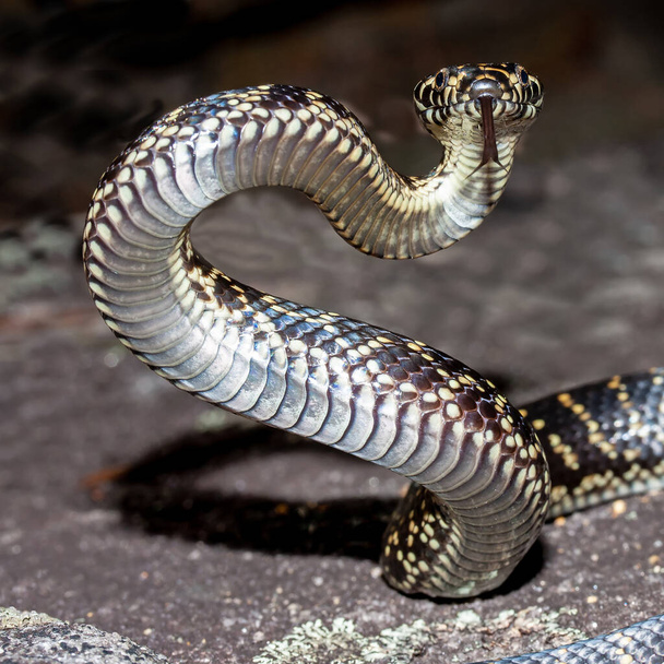Австралийская широкоголовая змея в оборонительной позиции - Фото, изображение