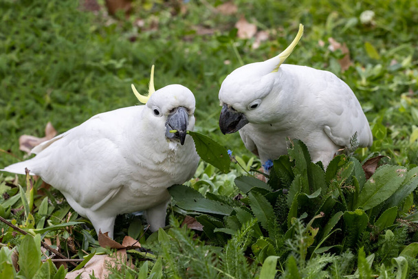 Sulphur-crested Cockatoo's feeding on leaves - Photo, Image