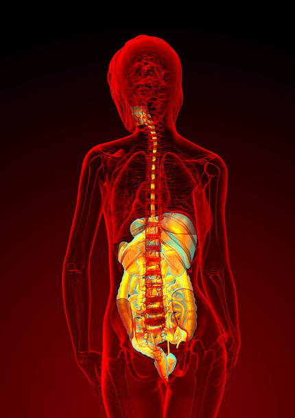 3D καθιστούν ιατρική απεικόνιση του ανθρώπινου πεπτικού συστήματος  - Φωτογραφία, εικόνα