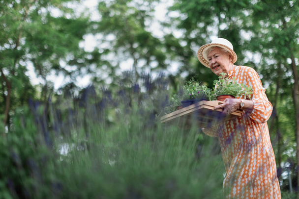 Senior woman harvesting herbs in her garden during sunny summer evening, holding tray with herbs and smiling. Low angle view. - Фото, зображення