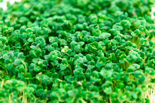 Beautiful green young sprouts of chia  (Salvia hispanica) grown for eating. Close up. Concept of healthy eating, wholesome foods, vegetarianism. Copy space. Background. - Foto, afbeelding