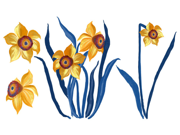 Цветочные иллюстрации Садовые цветы желтые нарциссы цветочный букет элемент изолирован на белом фоне - Фото, изображение