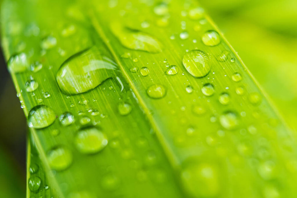 Makro zbliżenie Piękny świeży zielony liść z kroplą wody w słońcu rano natura tło. - Zdjęcie, obraz
