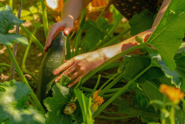 Young beautiful girl working on vegetable plantation and collecting zucchini. Natural organic farming and gardening concept. Selective focus. - Fotoğraf, Görsel