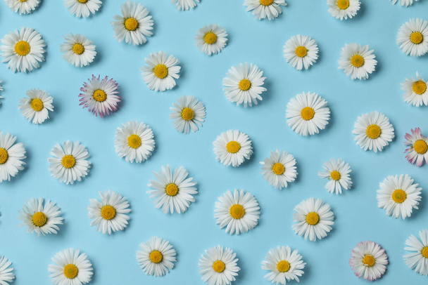 Many beautiful daisy flowers on light blue background, flat lay - Fotoğraf, Görsel