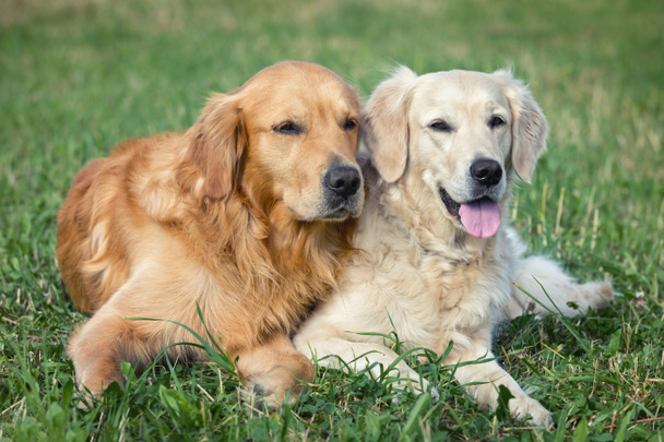 Retrato de dos perros jóvenes de belleza
  - Foto, imagen