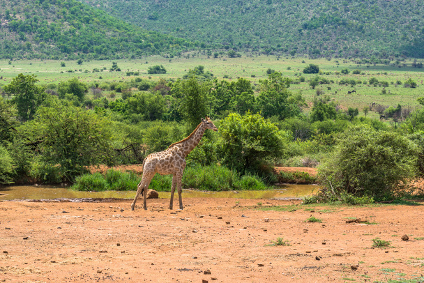 Zsiráf. Pilanesberg nemzeti park. Dél-Afrika. 2014. december 7. - Fotó, kép
