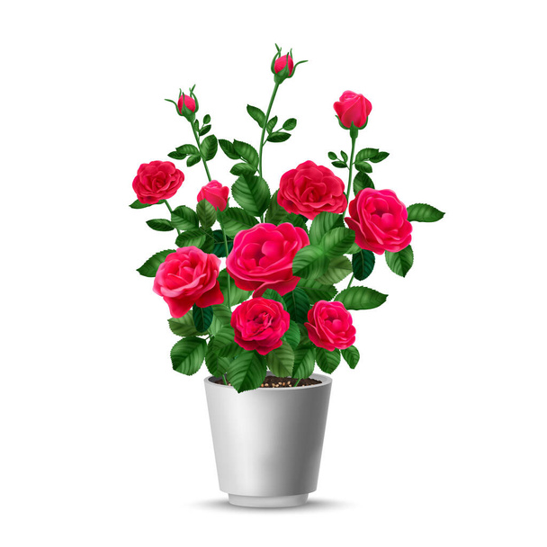 Realistic rose bush pot composition with isolated view of pink flower home plant in white cup vector illustration - Vector, afbeelding