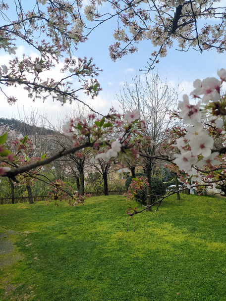 Природна краса японського саду Балталімані - Фото, зображення