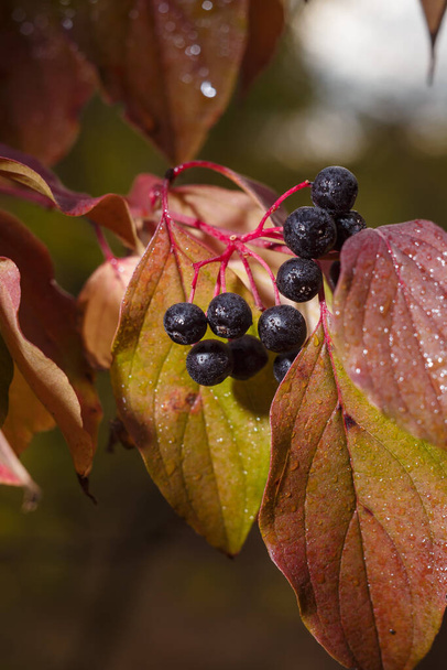 Cornus sanguinea, common or bloody dogwood red leaves and black berries in rain drops. soft focused vertical macro shot - Photo, Image