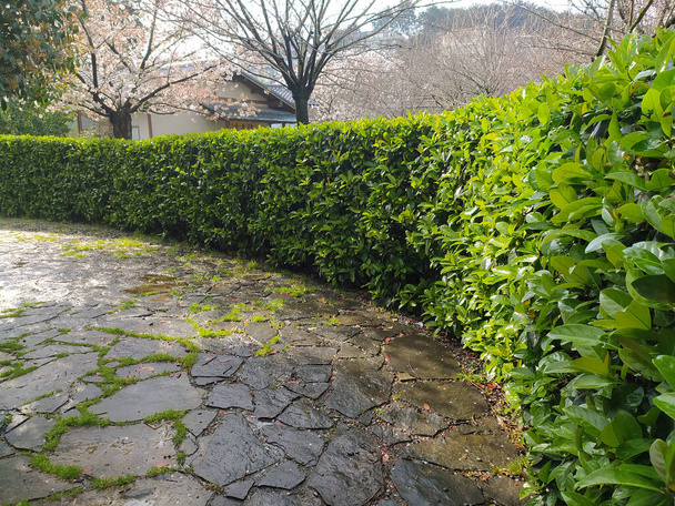 Природна краса японського саду Балталімані - Фото, зображення