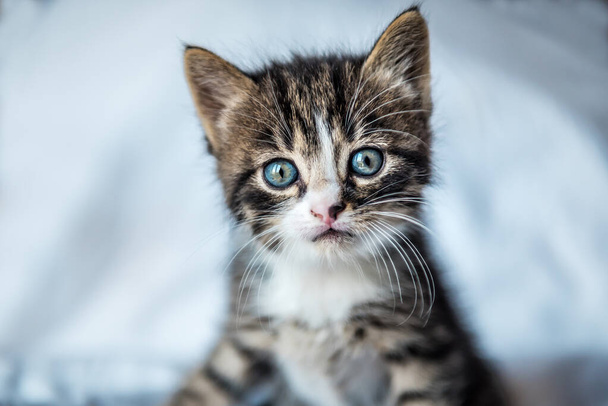 Portrait of cute grey kitten with blue eyes - Fotó, kép