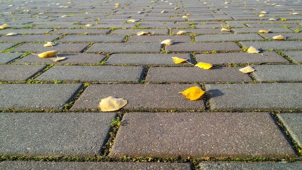 Осенний фон серой кирпичной дороги с проросшей травой между ней и желтыми осенними листьями. Низкий угол обзора с перспективой удаления - Фото, изображение