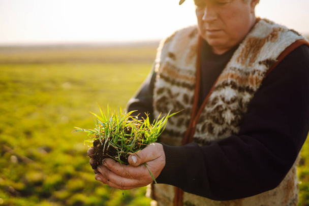 Young Green wheat seedlings in the hands of a farmer.  The concept of the agricultural business. - 写真・画像