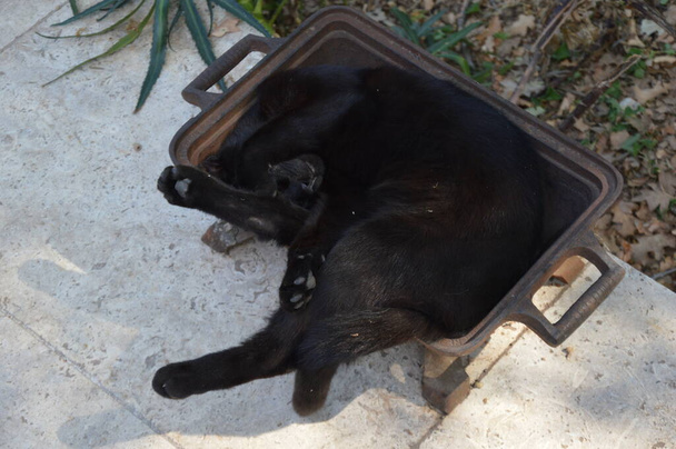 A cat take a rest outside in a  metal shell  - Fotografie, Obrázek