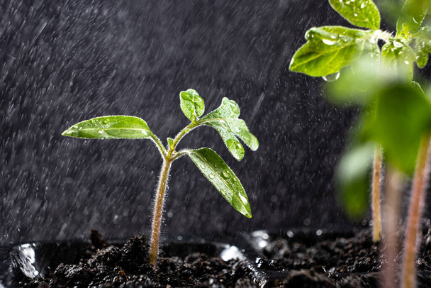 Growing tomatoes from seeds, step by step. Step 8 - watering grown sprouts - Fotografie, Obrázek
