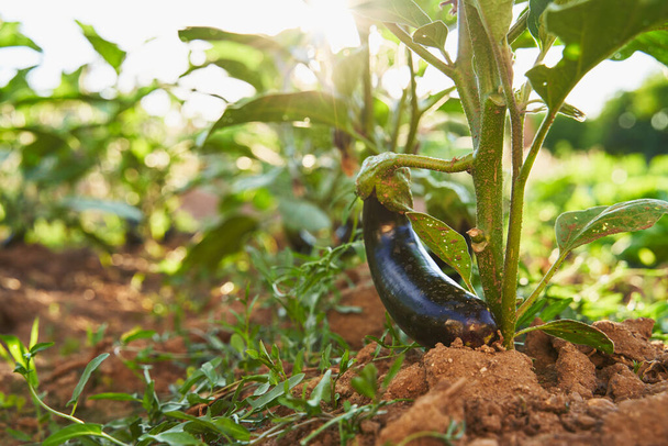 Organic eggplant in soil. Surrounded by weeds. The sun shines through the leaves from behind. Eggplant at ground level from the front.                              - 写真・画像