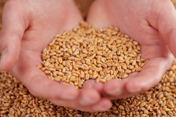 A handful of wheat grains and a farmer hands close-up. Harvested whole seeds. Food crisis and harvest concept - Photo, Image