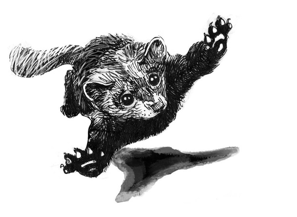 A ferret on the run, in flight. Black and white drawing made with thin pen and ink. Illustration made by hand. - Fotografie, Obrázek