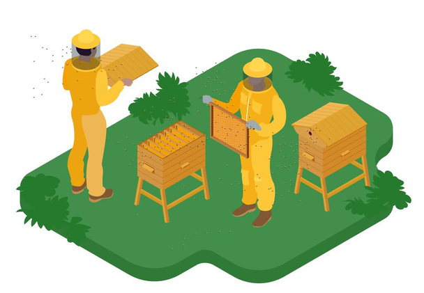 Изометрический состав пчеловодства с двумя пчеловодами в защитных костюмах, собирающими мед из ульев 3d векторной иллюстрации - Вектор,изображение
