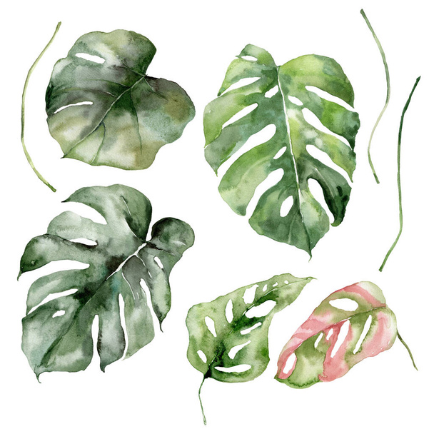 Watercolor tropical set of monstera leaves. Hand painted floral elements isolated on white background. Holiday Illustration for design, print, fabric or background - Fotoğraf, Görsel