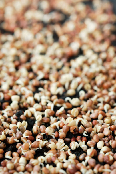 Close-up of broccoli sprouts. Growing microgreens at home. Selective focus. - 写真・画像