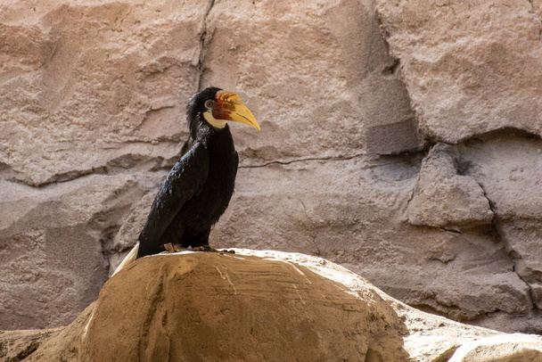 Palawan hornbill (Anthracoceros marchei)  on a rock close up. - Photo, Image