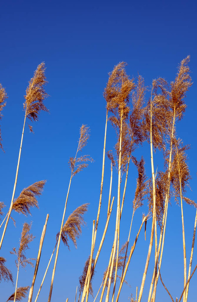 dried rush in the wind with blue sky - Zdjęcie, obraz