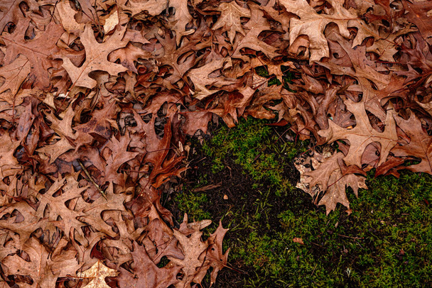 Hojas secas en el suelo en el bosque, vista superior
. - Foto, Imagen