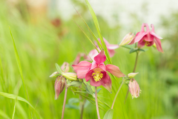 Beautiful pink aquilegia flowers in field. - Photo, Image