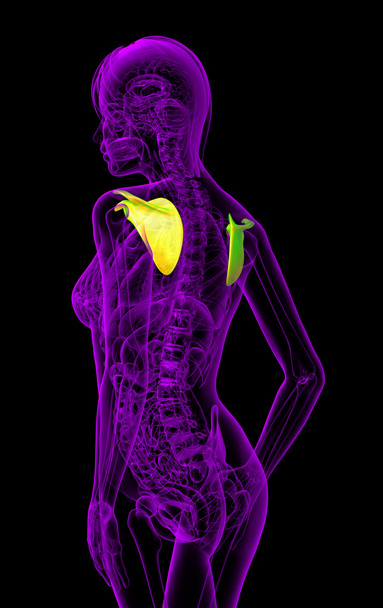 3d рендеринг медицинской иллюстрации человеческой лопатки кости
 - Фото, изображение