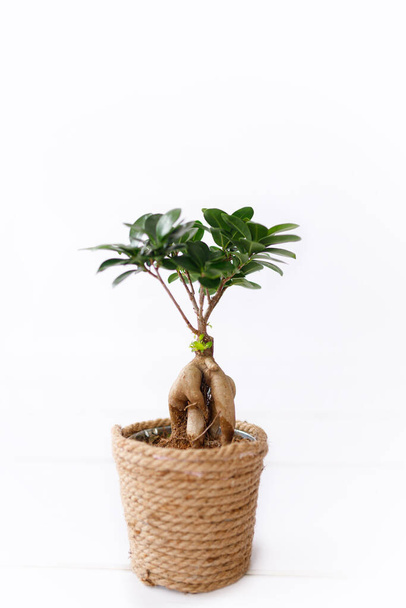 Small bonsai ficus microcarpa ginseng plant on a white background - Photo, image