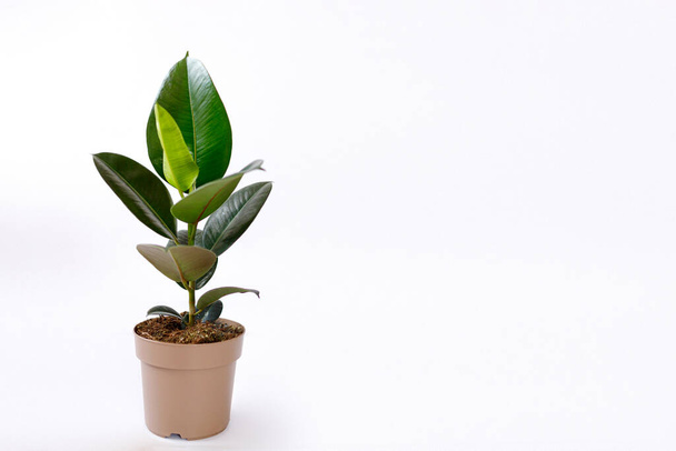 Higo de goma Ficus elastica planta con hojas verdes por pared blanca
. - Foto, imagen
