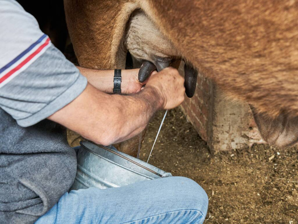 Experienced dairy farmer man milking a cow for milk - Photo, image