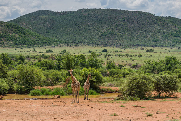 Giraffe. Pilanesberg national park. South Africa. December 7, 2014 - Photo, Image