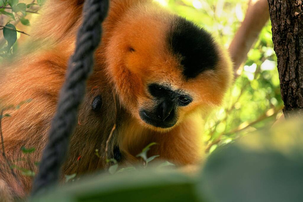 A closeup shot of a golden monkey in the nature - Фото, зображення