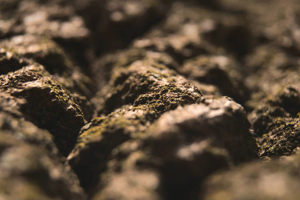A macro shot of a tree bark covered in small lichens - Foto, immagini