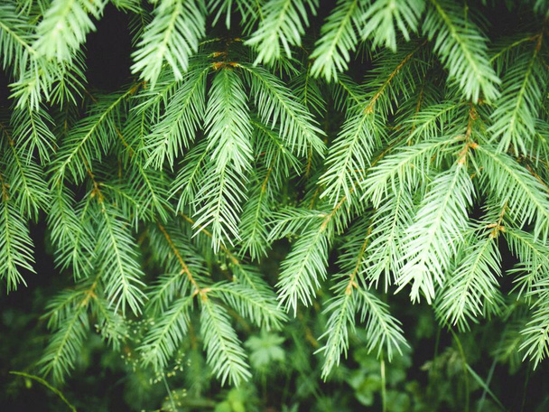 A closeup shot of evergreen spruce branches - 写真・画像