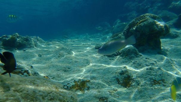 Stoplight parrotfish (Sparisoma viride) undersea, Caribbean Sea, Cuba, Playa Cueva de los peces - Photo, Image