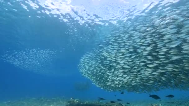 Морской пейзаж с мячом для наживки, Школа рыб, рыба макрель в коралловом рифе Карибского моря, Кюрасао - Кадры, видео