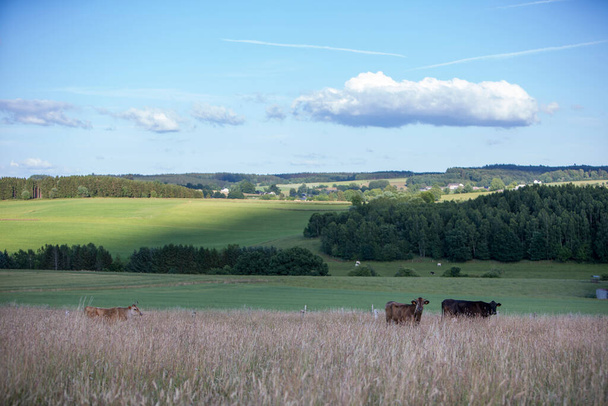 horned cows in very high grass of summer meadow in belgian ardennes region - Fotó, kép
