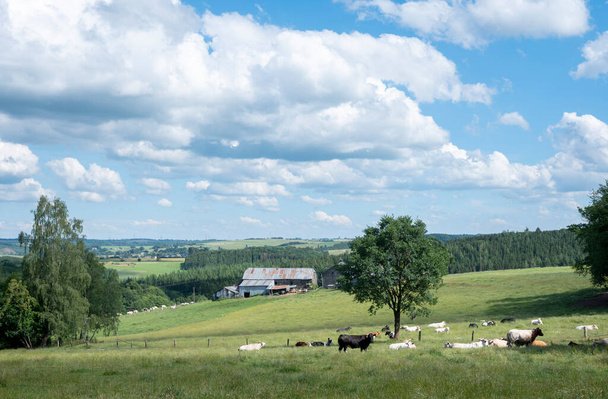 krávy na zelené louce mezi Bastogne, La Roche a St Hubert v Belgii pod modrým nebem v létě se stromy a kopci krajiny - Fotografie, Obrázek