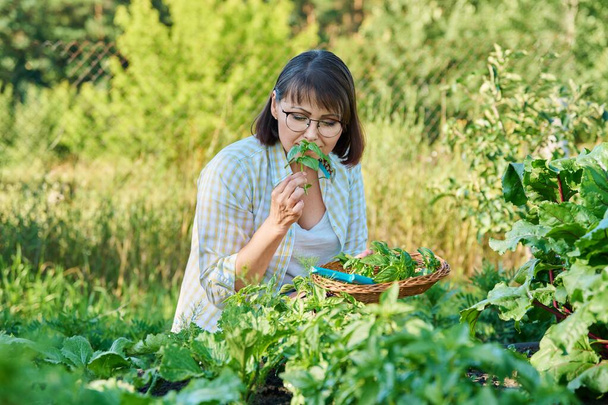 Smiling woman with harvest of basil leaves in summer garden. Female gardener with cut fragrant basil. Growing natural organic eco herbs. Food, horticulture, summer, harvesting, cooking, agriculture - Photo, Image