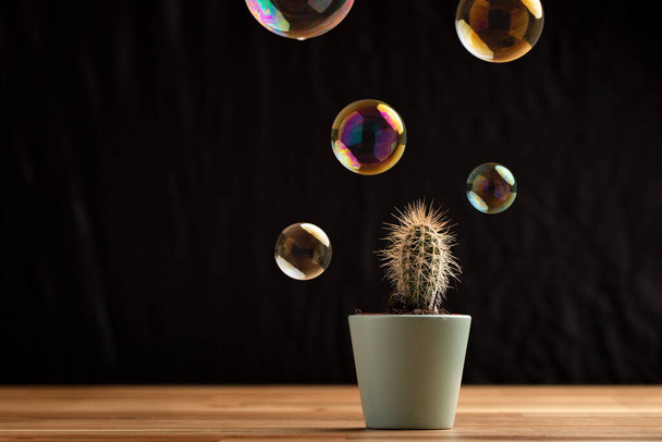 Soap bubble floating on air close to cactus succullent on black background. Risk, danger, fragility concept. - 写真・画像