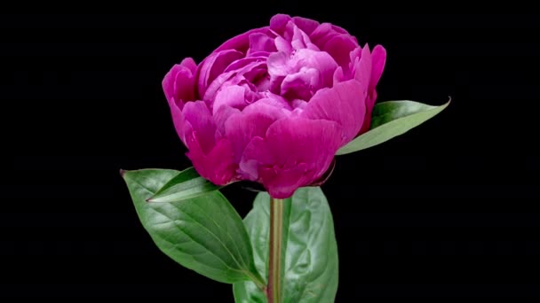 4K Time Lapse of blooming pink Peony flower isolated on black background. Timelapse of Peony petals close-up. Time-lapse of big single flower opening. - Video