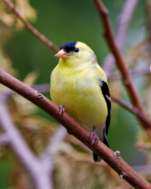 American Goldfinch male close-up profile view, perched on a branch with a blur forest background in its environment and habitat surrounding and displaying its yellow feather plumage. Finch Photo and Image. - Photo, image