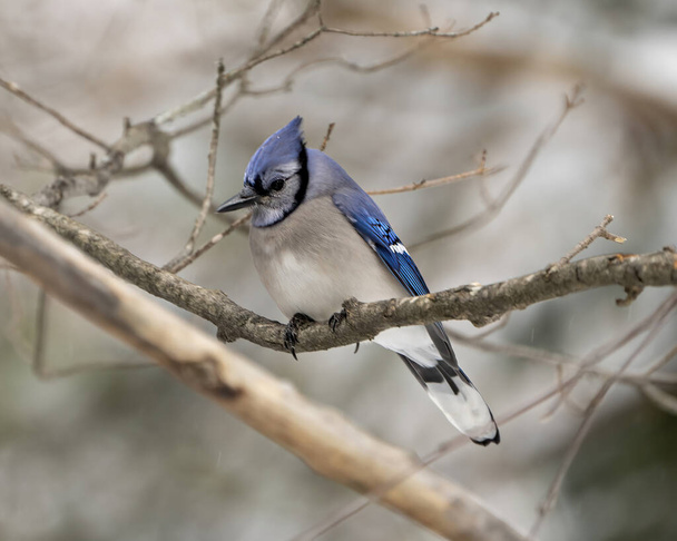 Blue Jay bird close-up perched on a branch with a blur forest background in the winter season environment and habitat surrounding displaying blue feather plumage wings. Jay Picture. Portrait. - Photo, Image