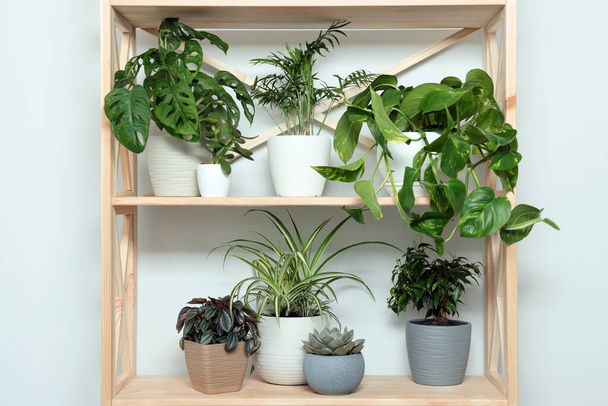 Different beautiful house plants on wooden shelving unit near white wall - 写真・画像