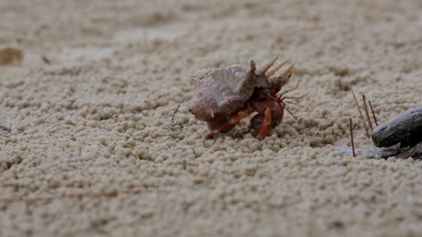 Small hermit crab on the beach in the tropical island. Hermit crab use empty shell as its mobile safety home - Filmagem, Vídeo